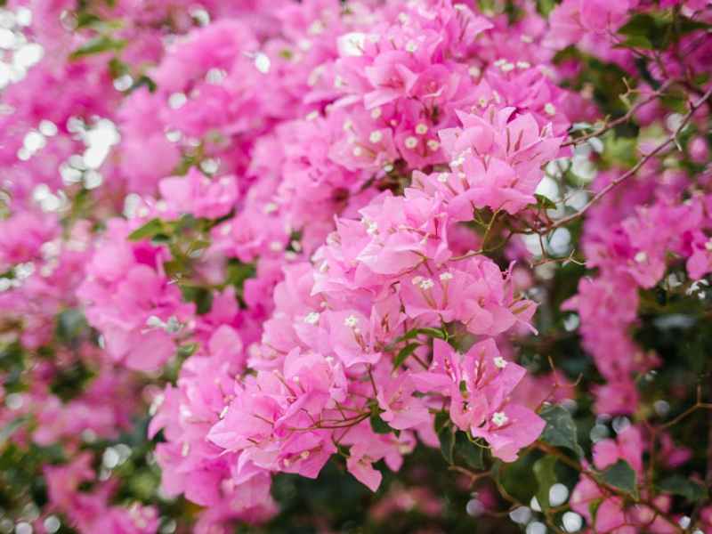 Flowers in Malta: Seasonal Blooms, Gardening Tips & Local&nbsp;Resources