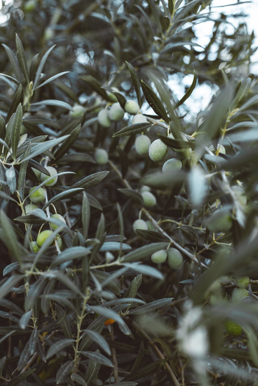 olive trees in Malta