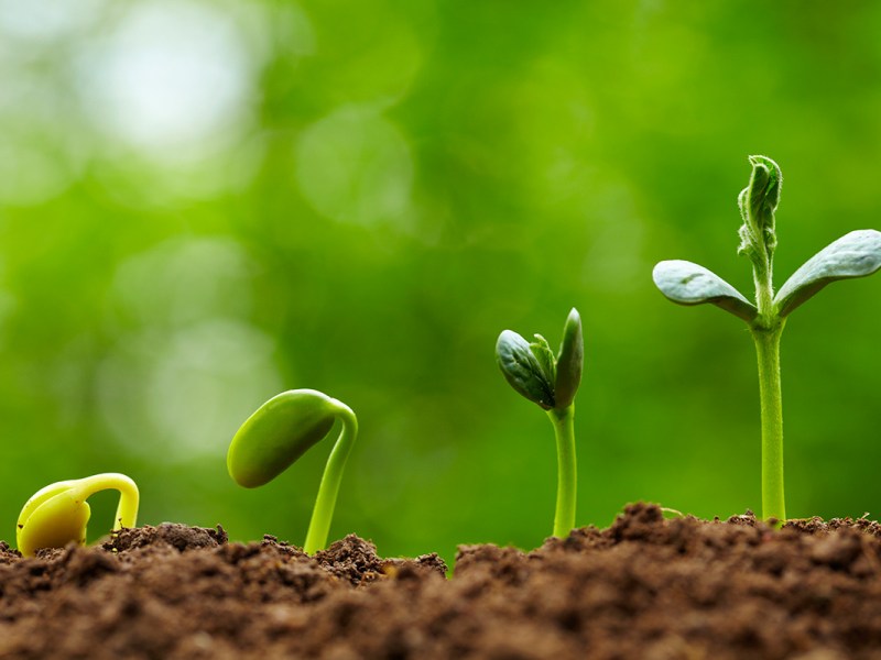 The Tiny Powerhouses Called&nbsp;Seeds