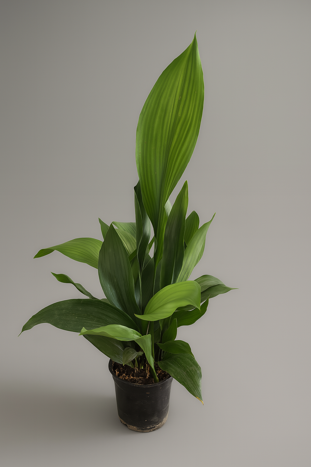 Aspidistra cast iron plant in 18cm pot