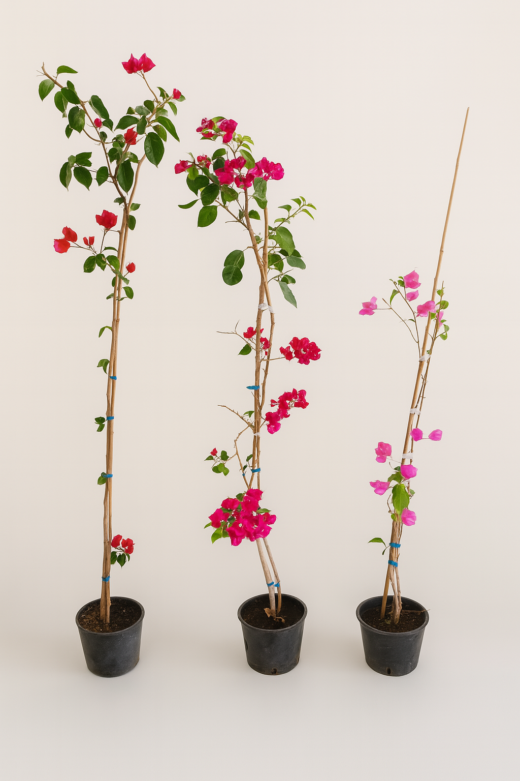 Bougainvillea plants approx. 150cm