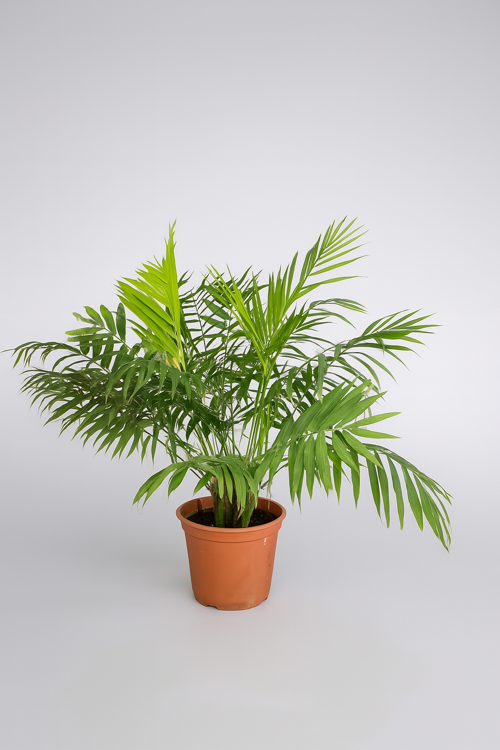 Indoor Chamaedorea palm in 17cm pot