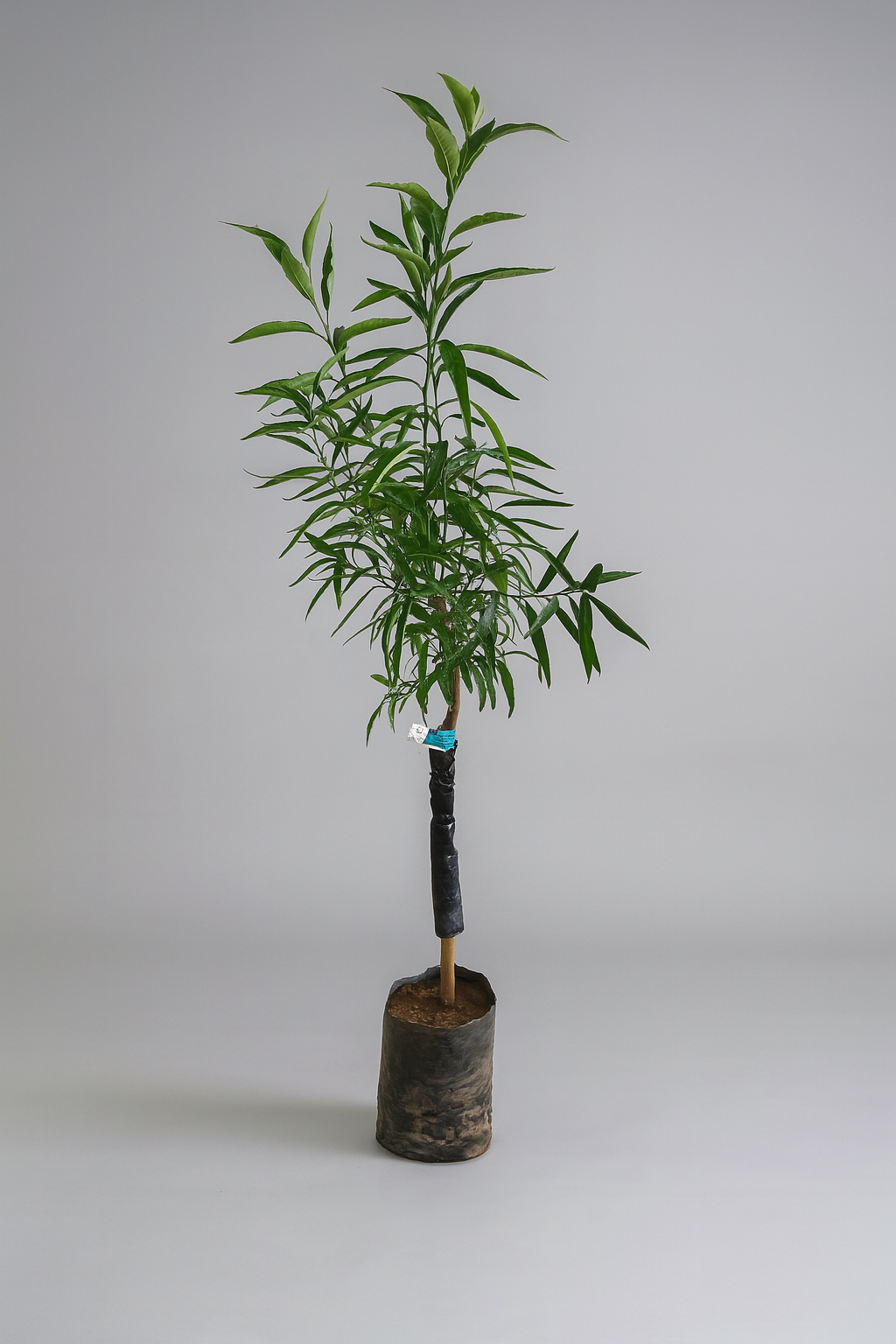 Clementina varietà spinoso citrus tree approx. 140cm