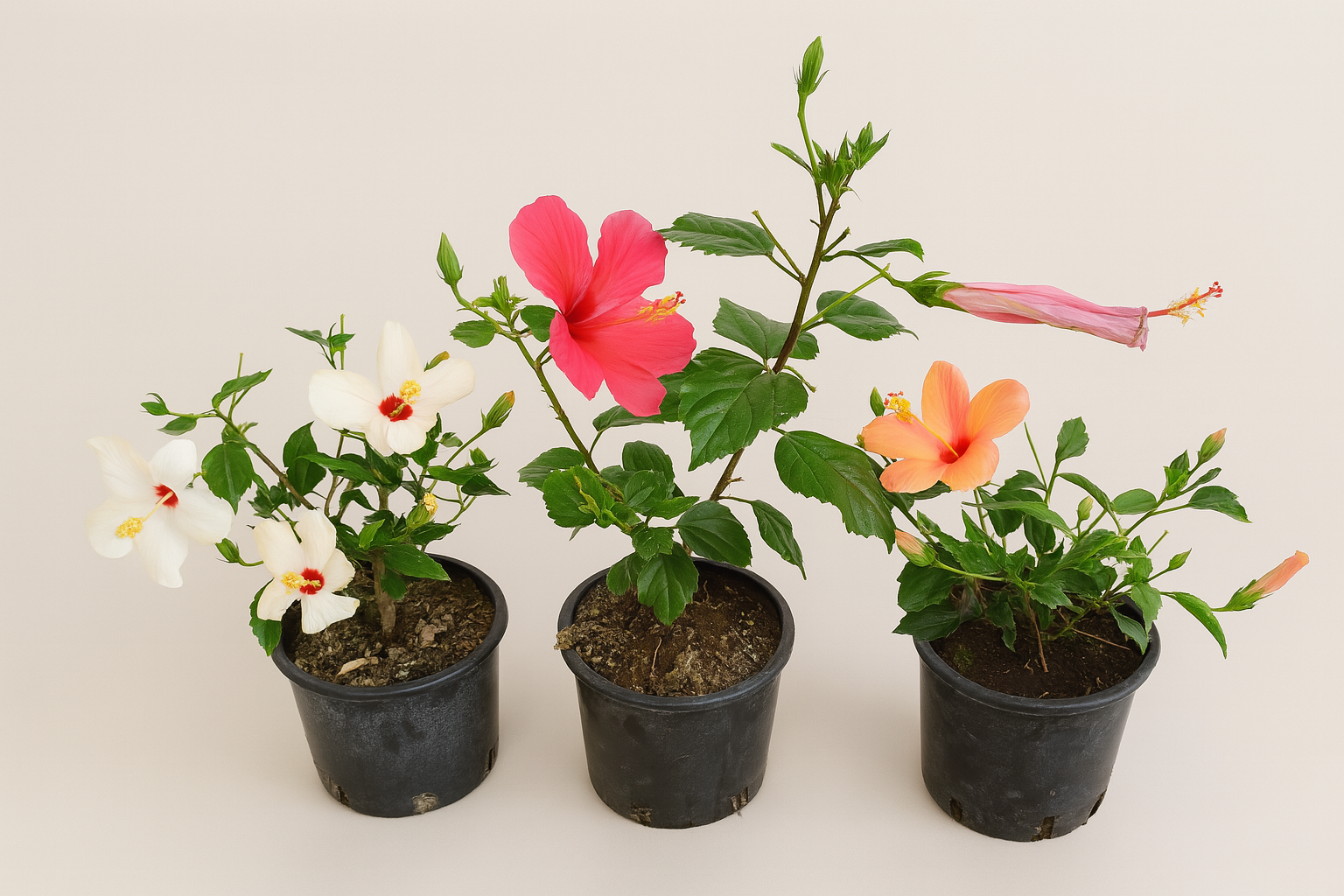 Special offer: 3 Hibiscus plants for €30