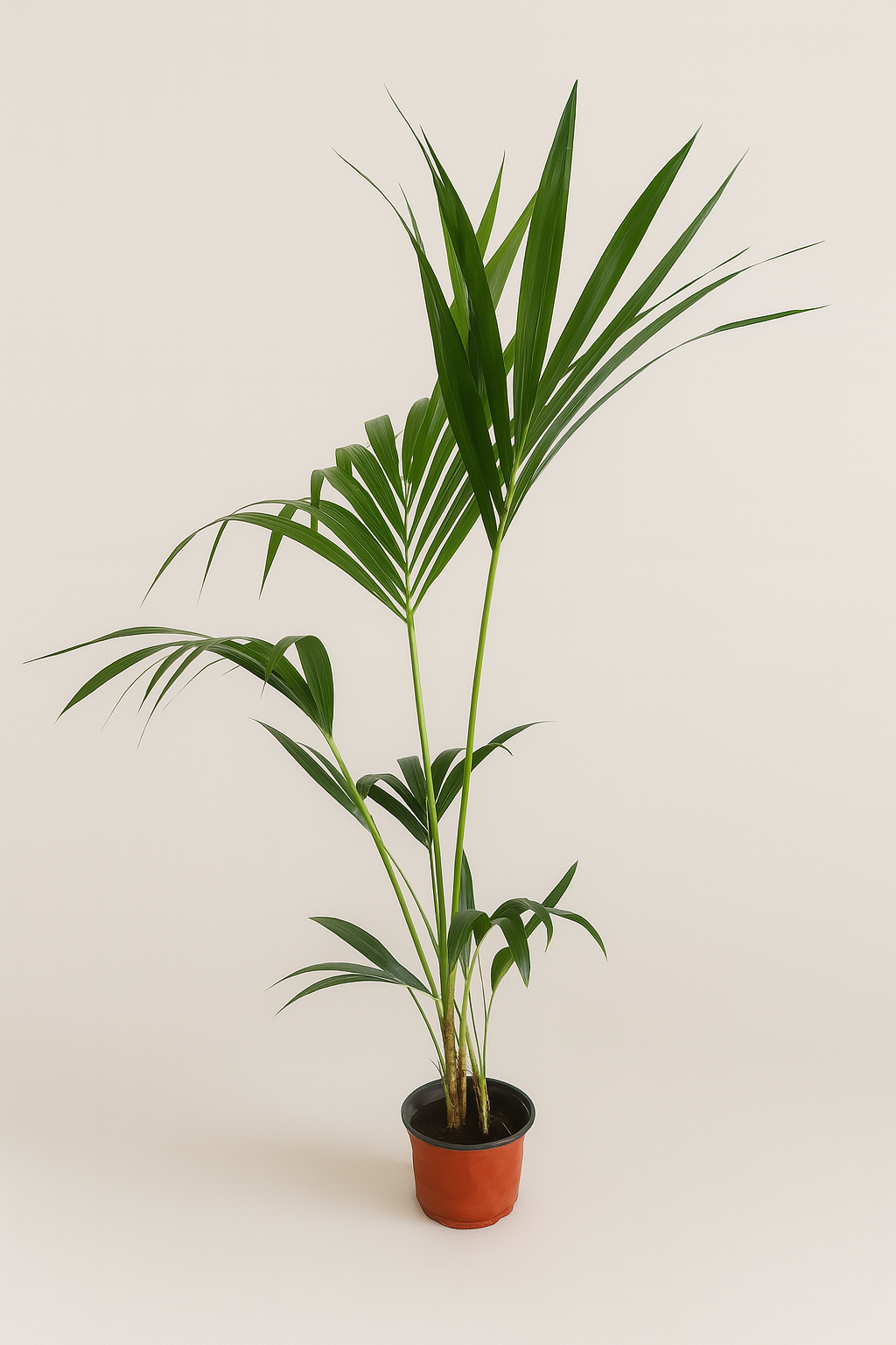 Kentia palm plant for indoor use, 100–130cm