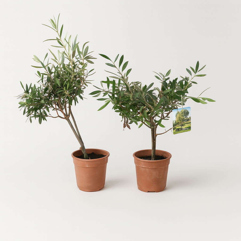 Two small olive trees in 16cm pots