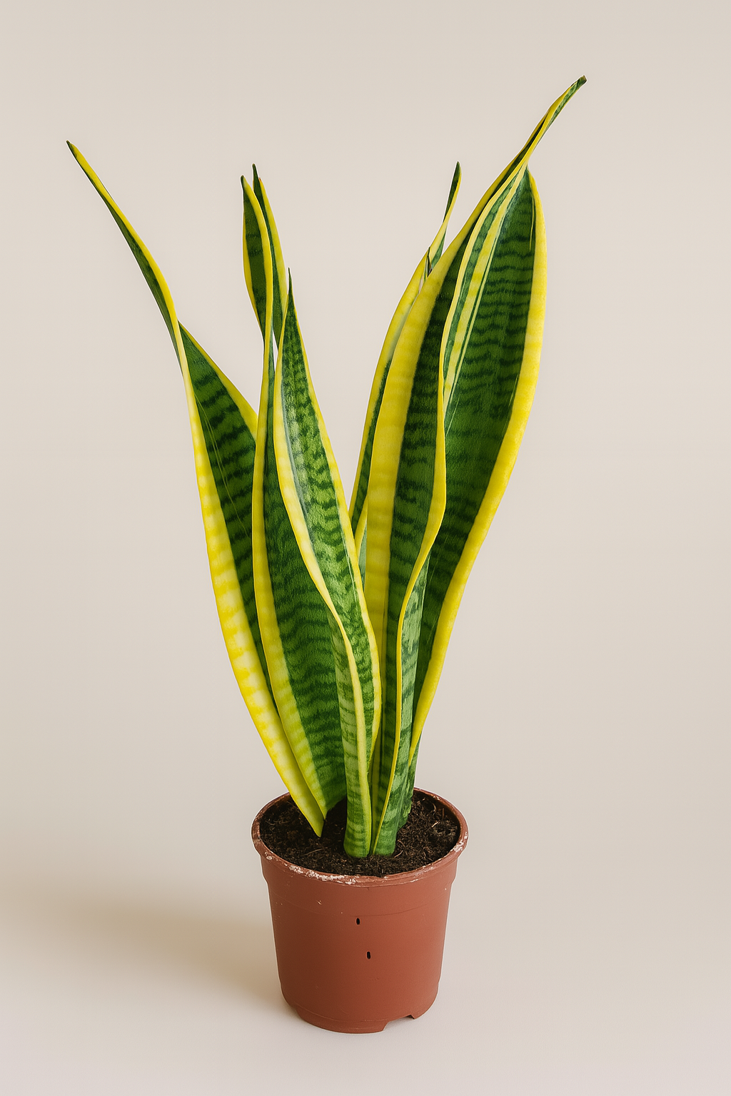 Sansevieria snake plant in 11cm pot